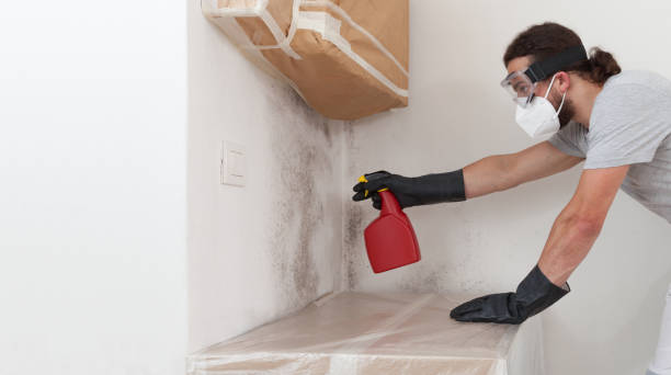 Professional Basement Mold Remediation technician working in Clayton, GA
