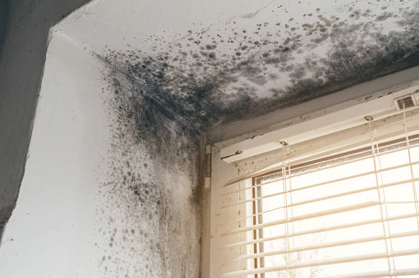 Affordable Basement Mold Remediation solutions in Clayton, GA